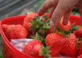 西山岛草莓采摘一日游活动