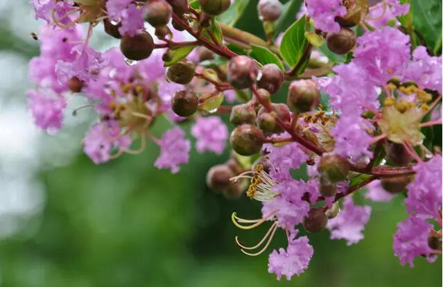 雨后的紫薇花娇艳欲滴