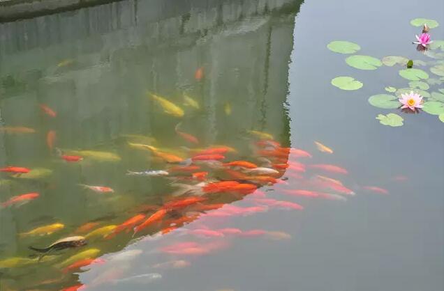 睡莲的美让鱼儿纷纷簇拥