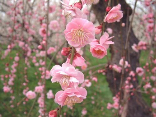 梅花盛开的季节