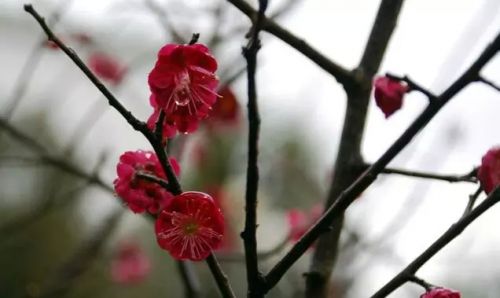 红色的梅花