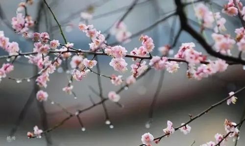 雨中的梅花
