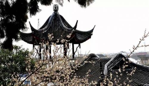 水墨画一样的梅花景