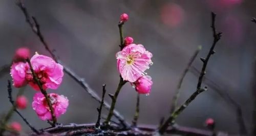 美丽的梅花