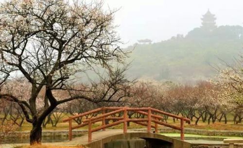 梅花、小溪、远山、细雨、鸟儿