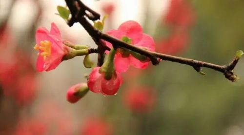 雨中的梅花