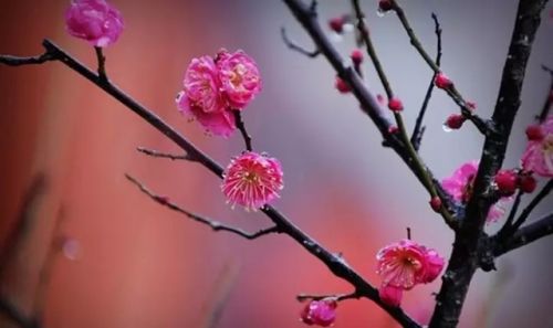 梅花