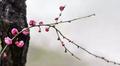 雨中的梅花