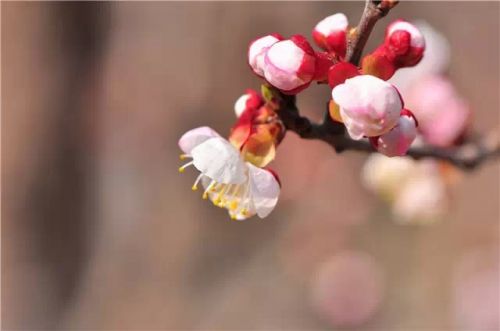 美丽的梅花