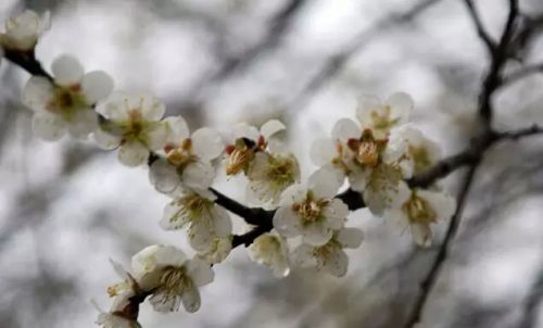 美丽的梅花