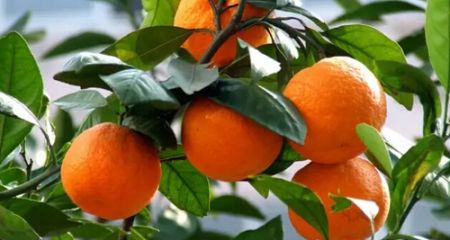 橘子树