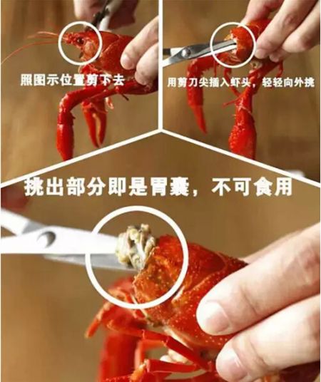 剪胃囊