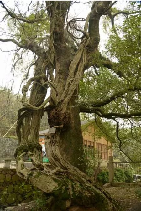 罗汉寺千年古树