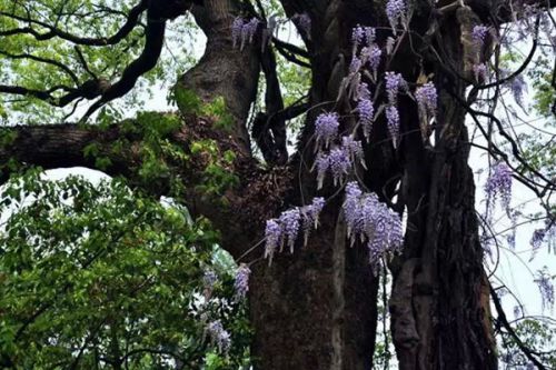 带紫色花的大树