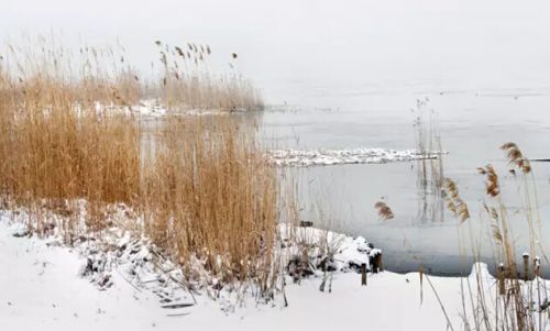 雪中芦苇