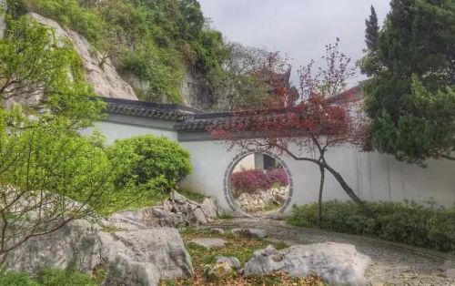 公园里的紫腾花