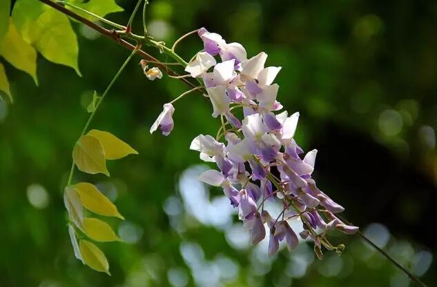 紫藤花
