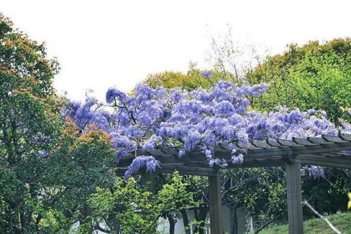 林屋洞的紫藤花