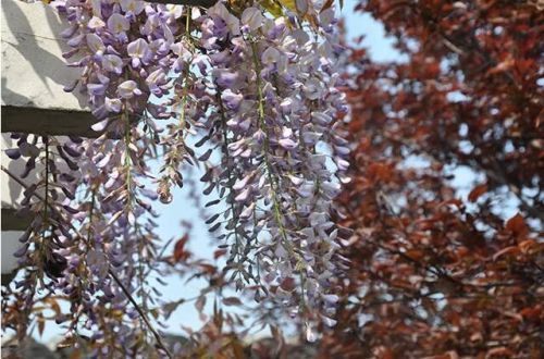 禹王庙的紫腾花