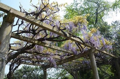 罗汉寺的紫藤花