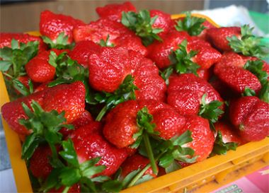 许多草莓