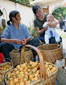 新鲜的青种枇杷