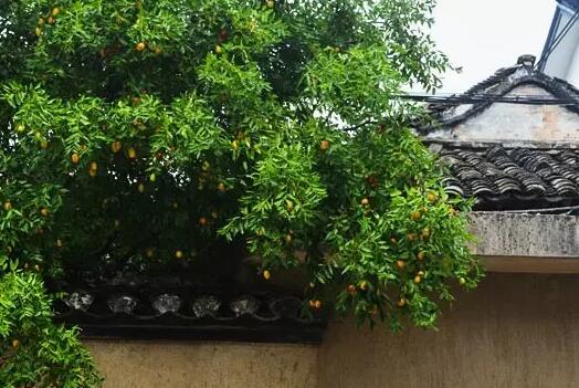 屋顶水果